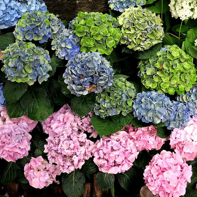 Durch die blume flirten