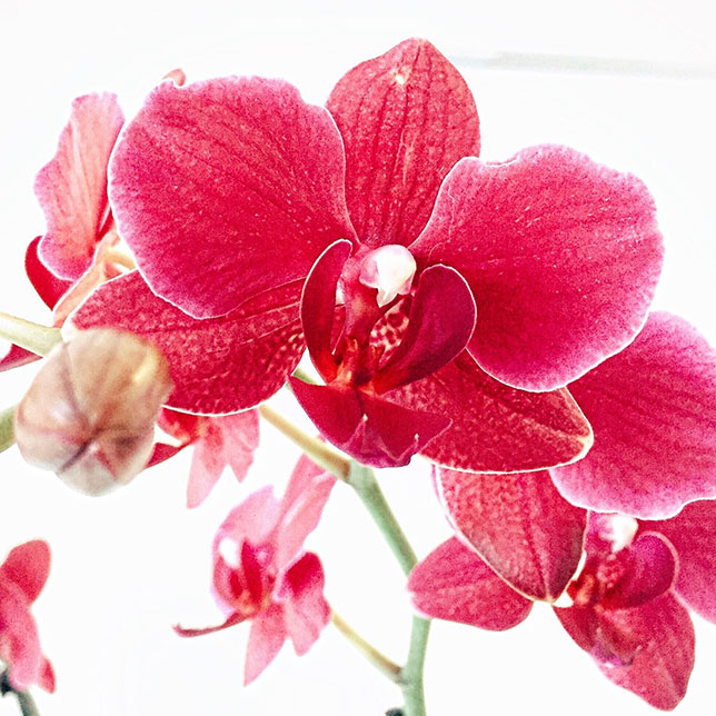 Durch die blume flirten