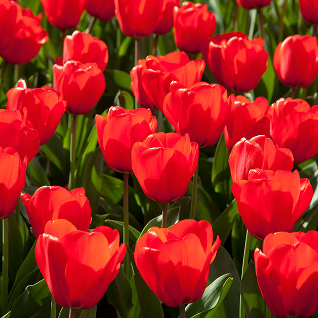 Durch die blume flirten